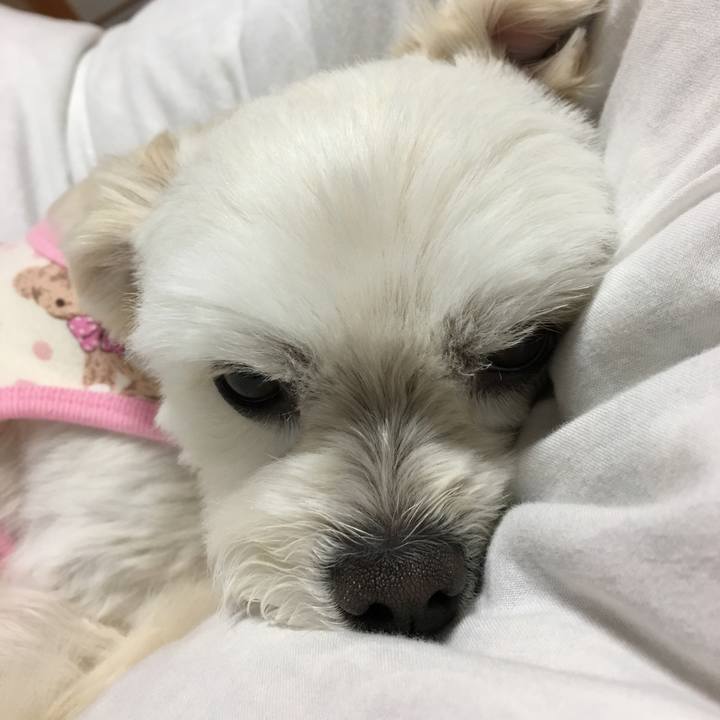 E4115f7e f5e1 433f bf45 8ba20bb94db0 1525860960847