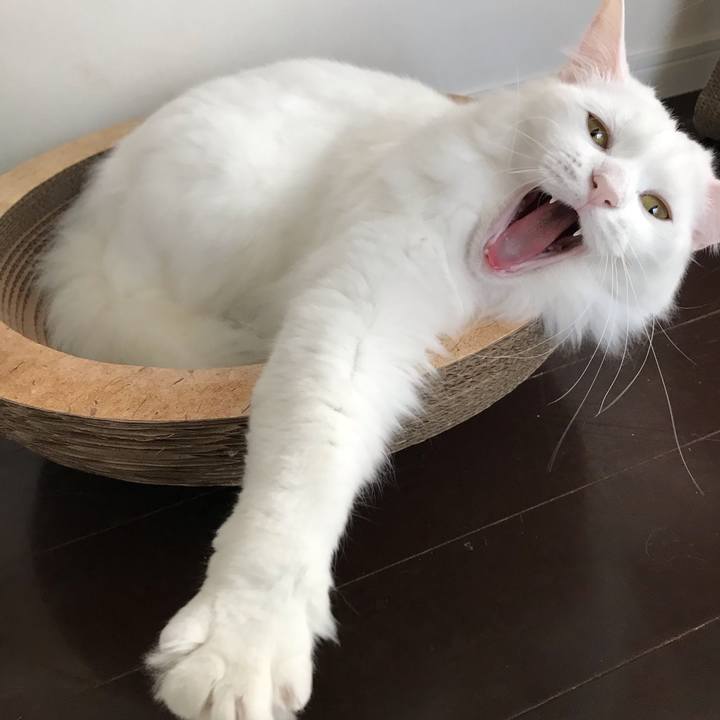 E411dcbb cee1 4a9c 9024 1f2a18b74598 1546344483602