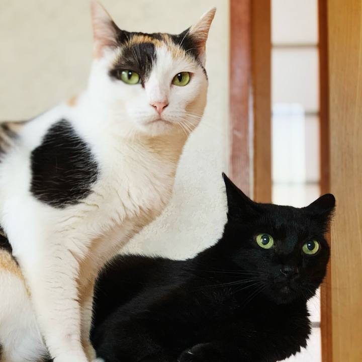 E4148e53 9bad 4007 8dd2 7c7e491f6a24 1599616755646