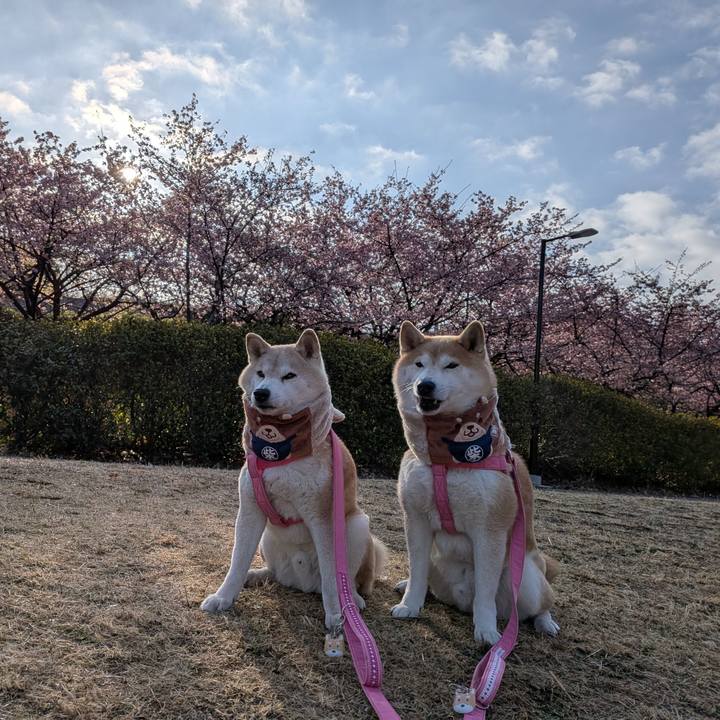 E415621d 8eeb 49b4 a766 3749d8fbe86d 1771732220016