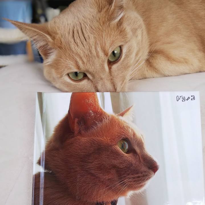 E415bd21 ac4c 4bc0 99af 83df6d011c3c 1625180316272