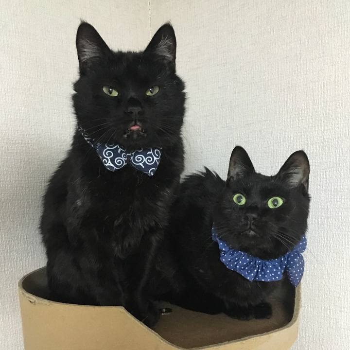 E41c5acb c463 4653 9d4b 99da92c6b221 1552478911179