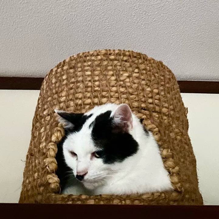 E41cad0a c28f 46fd b952 d2e62c2b1a3c 1749617166454