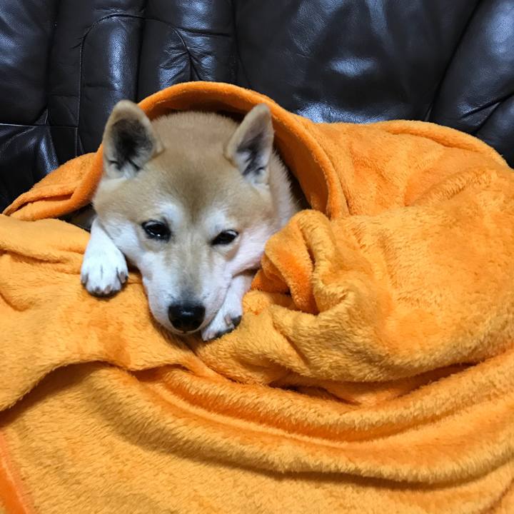 E41d17bb 7c6f 424a 9584 22d7c5f54a54 1543498816237