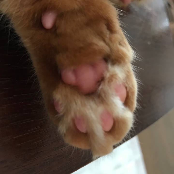 E41e46f8 cea0 434a b4a5 bbf25d1c4b69 1538620946754