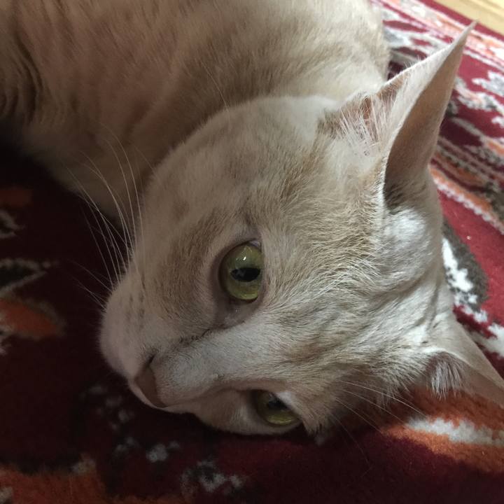 E423a19c 6232 41f3 a3ca 739ef4e16933 1567165336974