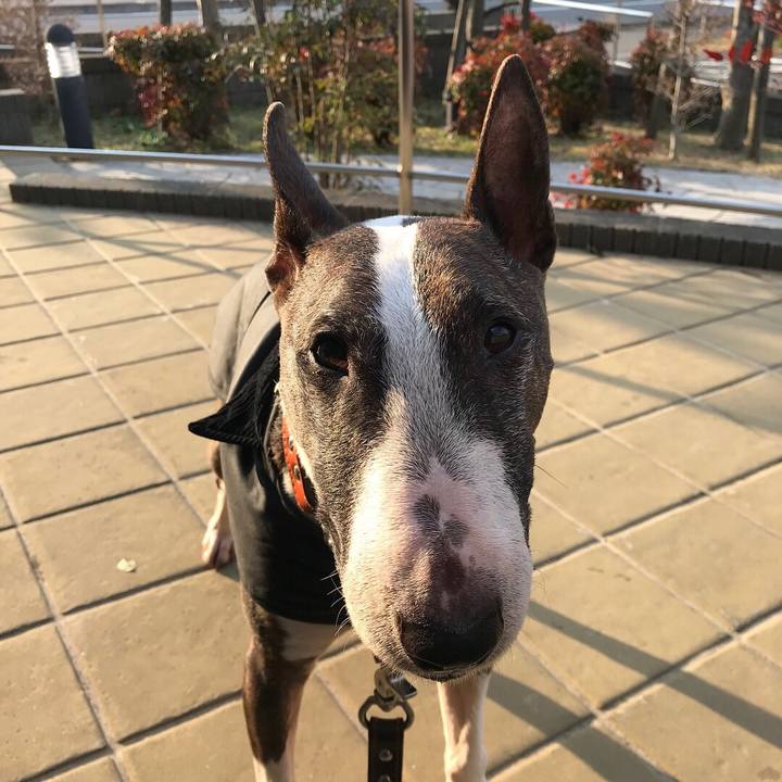 E4244e95 e7ac 47f3 903a 565c660bb342 1520753350745