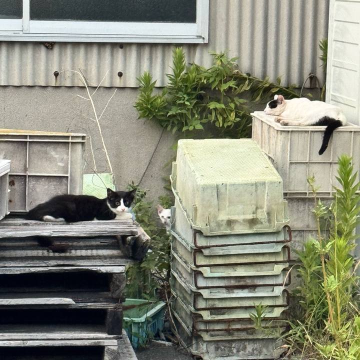 E428e55b ebae 4030 be90 f63faf277180 1754312977261