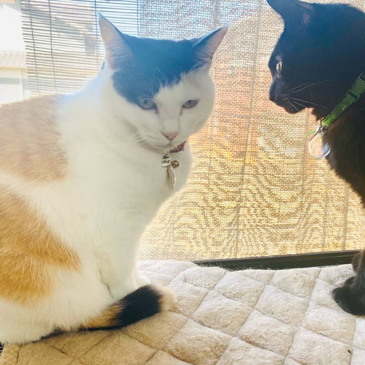 E42a1a09 40b5 4498 bd83 a257c5d8eca6 1716090493453