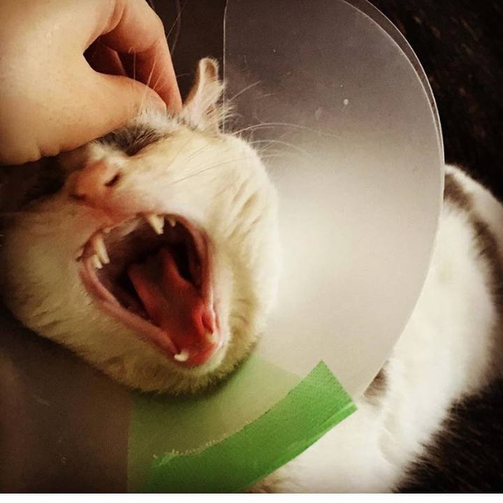 E42a5479 cd06 4c5c a8d0 8b5027ef687c 1525062782126