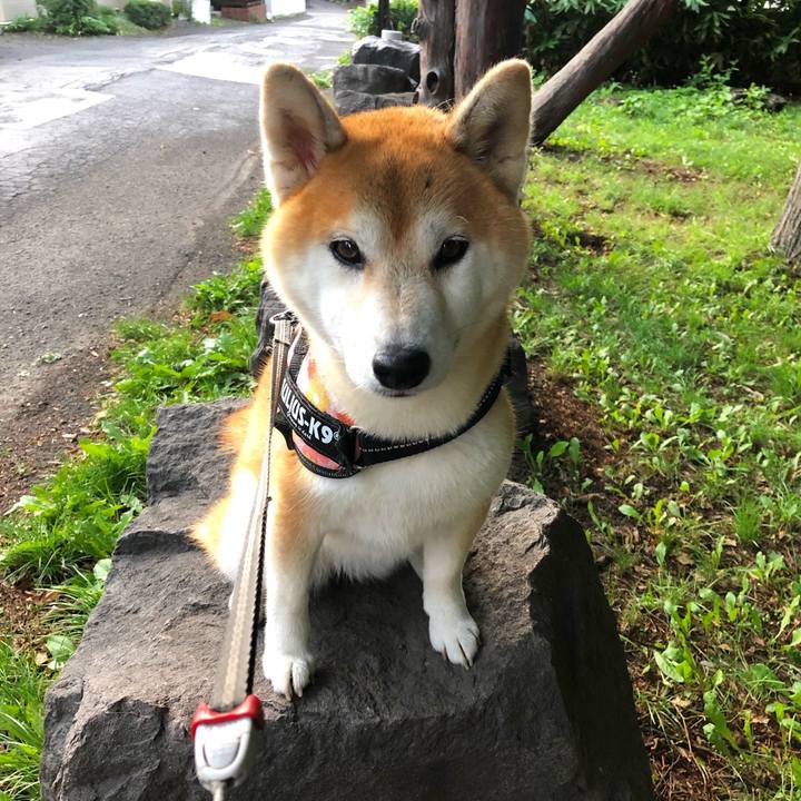 E42cb34d b260 4653 ba49 155c7acfa7c8 1566724524778