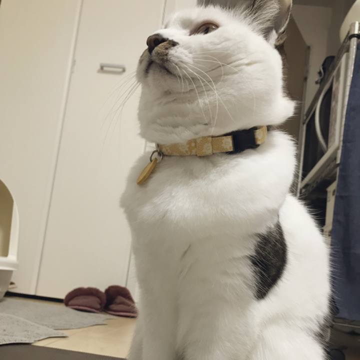 E42e655b 1acd 4c2e b801 c0b54862ac00 1544417946666