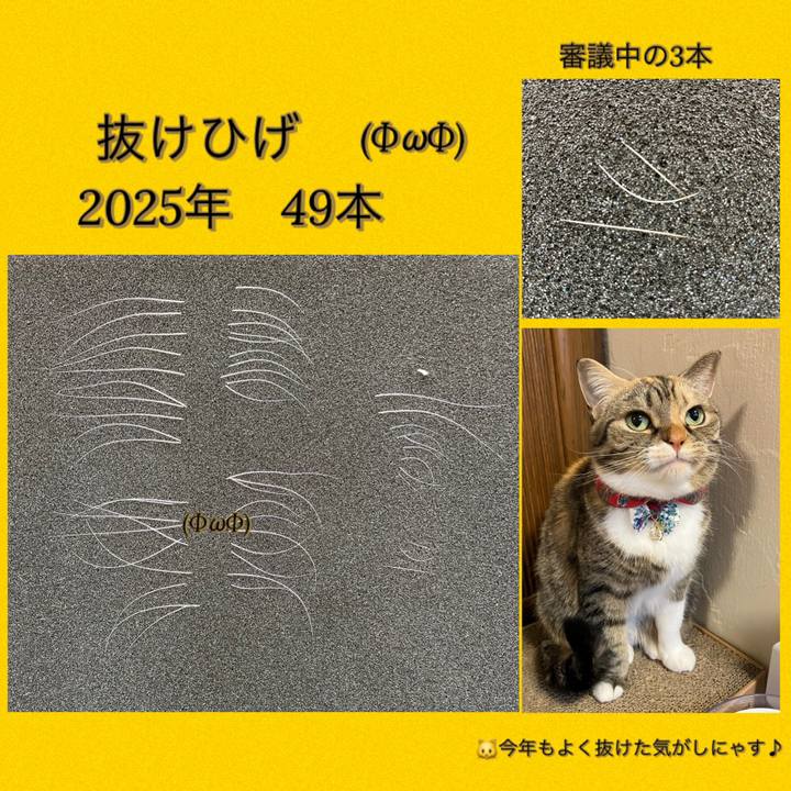 E43086d7 1cc5 46c0 9665 3f0f7f1954c4 1767150983361