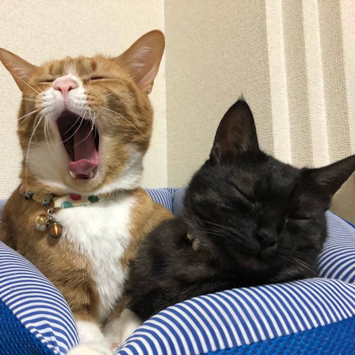 E4329cbf a5c7 4725 b109 2fddba0ff18a 1623189520575