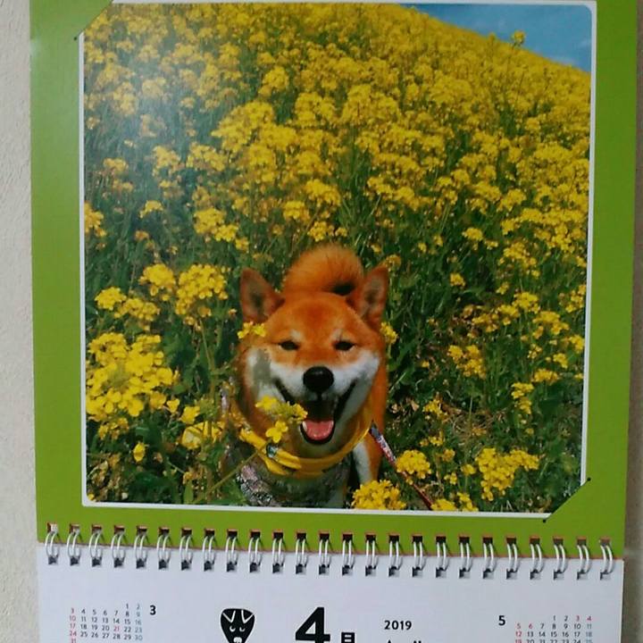 E43438c5 8d98 4b5e 94ad 87365b6cec6c 1554110495514