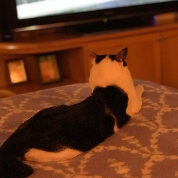 E434a301 cd84 4fe2 a5fa 1c709e72d737 1513516322539