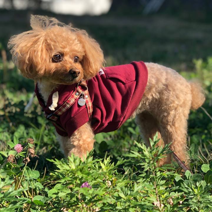 E435154e bb69 41d9 b27e 632a5a490d03 1543501007828