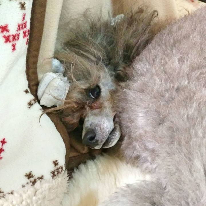 E438f82c 814f 4fc6 b0c8 4cb60c0c6e23 1516705359096