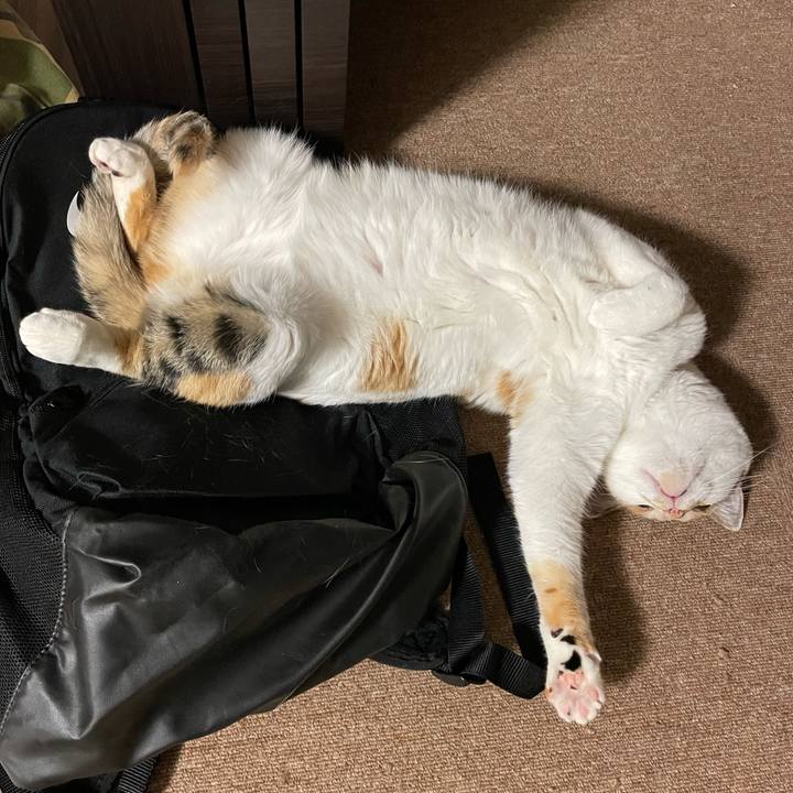 E439a7d2 5d12 4b51 855a 430f7666a9b6 1649597600903