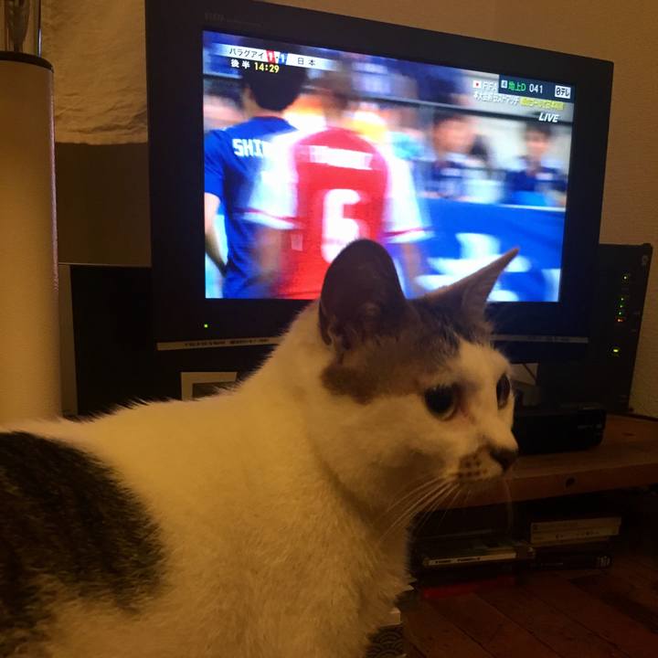 E43d21b8 f505 47cc ad54 fe118a9b46aa 1528814882584