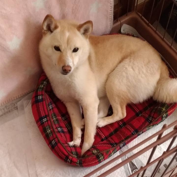 E43f2186 b355 4142 bb77 86d99aa8bbd6 1556414594234