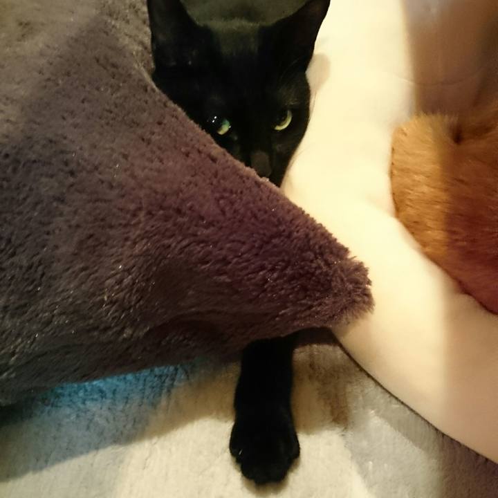 E44a2029 f75e 48cb ac84 b85e9d3e086b 1513691631890