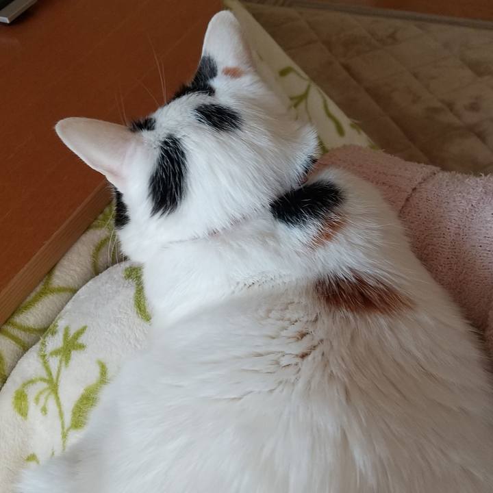 E44b0b0b cf23 4456 8a96 c29f185fba18 1646551713014