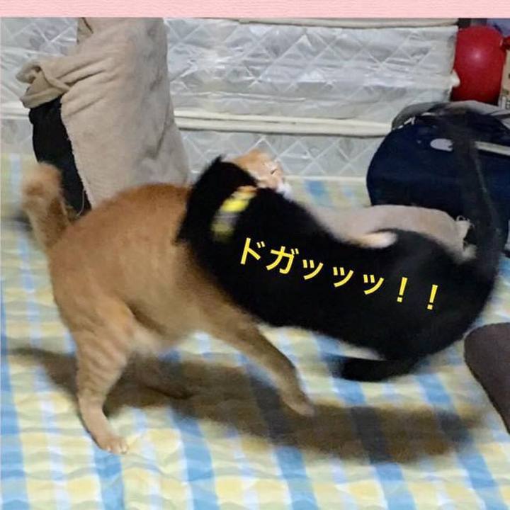 E44c2e3d 37bb 4fde 8bd4 d52512608f9e 1624075245604