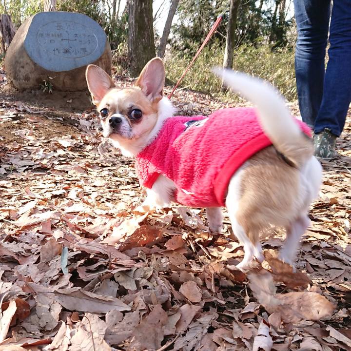 E44d0a50 5978 4fa0 ac0c 1cfc9177a5a0 1547883794718