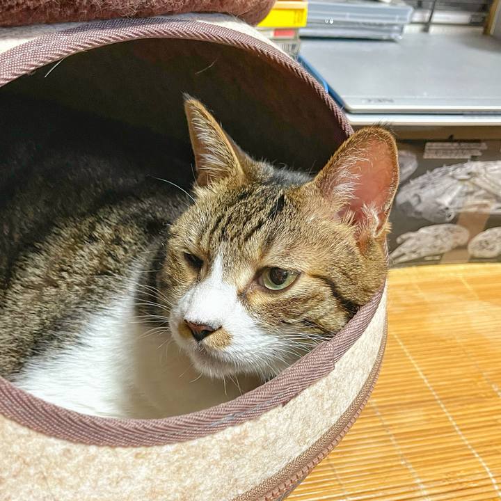 E44d6ed4 2cdb 4701 adc0 9d5f032c357b 1754002385266