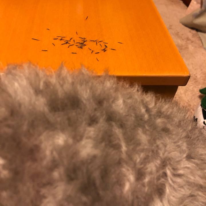 E44f1134 424c 4365 a3fd 2d0026664e54 1578142390542