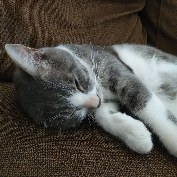 E44fe7b4 919f 43fc bc53 fd43dc605ec5 1594350674209