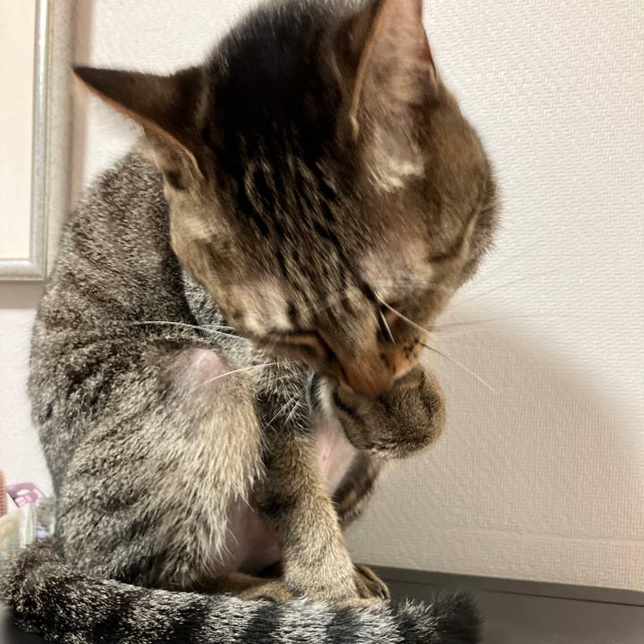 E4508a5f 6cd3 4e36 9d7a 131dca54157f 1761479349028