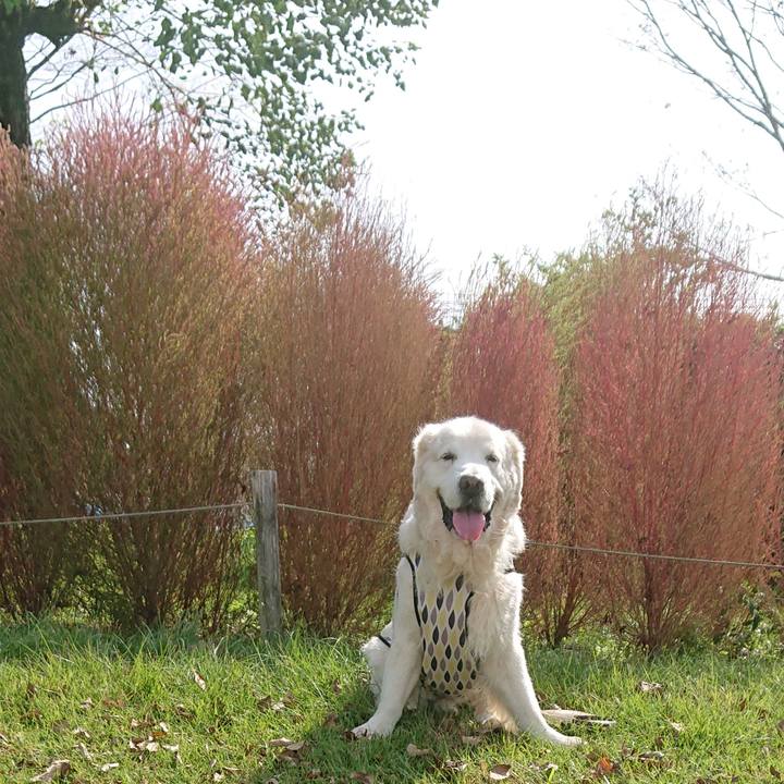 E453ddc6 c376 495d a943 885ace3d95bd 1572472814195