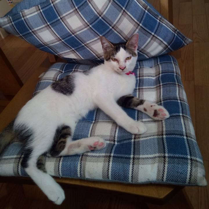 E45643fd 08cf 4a8a a45e 3a6e9ab16df8 1619013430767