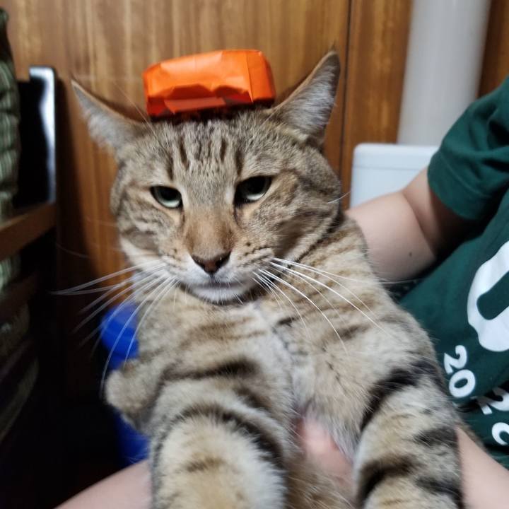 E4566b44 1e05 4de4 bacc 4f63225c3cee 1684679423923