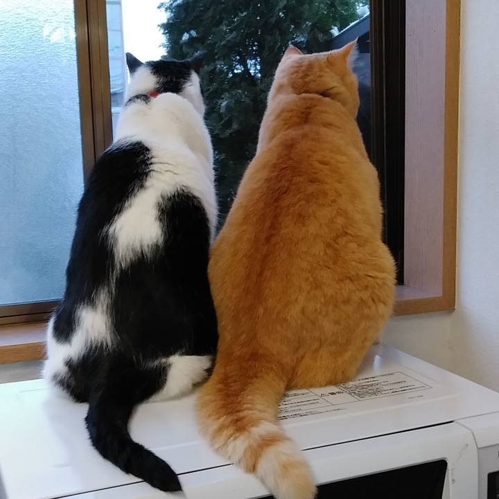 E456e83a 0890 4c8f b657 cb38d4f4597f 1583884930118