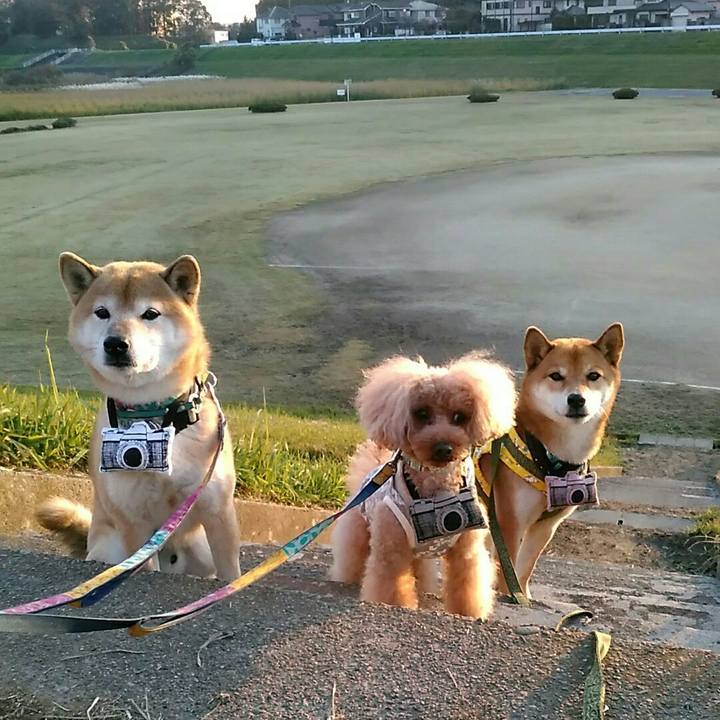 E4590a35 b74d 42f4 a90b 3e1ba6680737 1542787771928