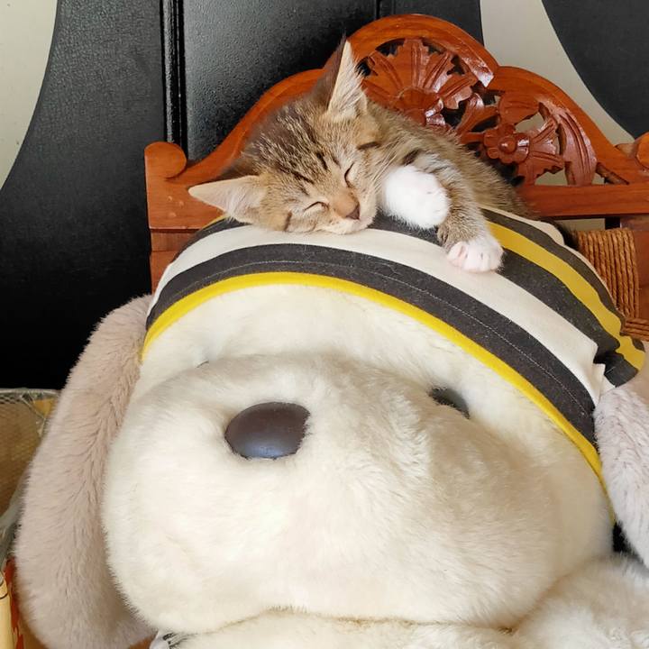 E4597565 7af7 40d0 8fd0 afbeee4bca7c 1623481680943