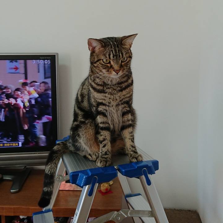 E459bcc6 45fb 4291 a546 0442949bf9b4 1546487139000