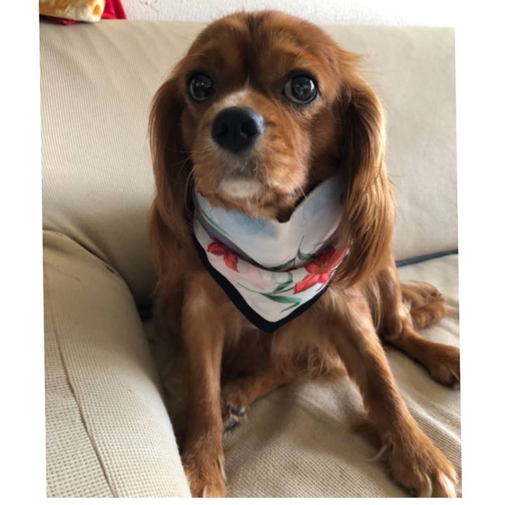 E45a9820 6133 40cb a018 ded28e43b96d 1565595640972