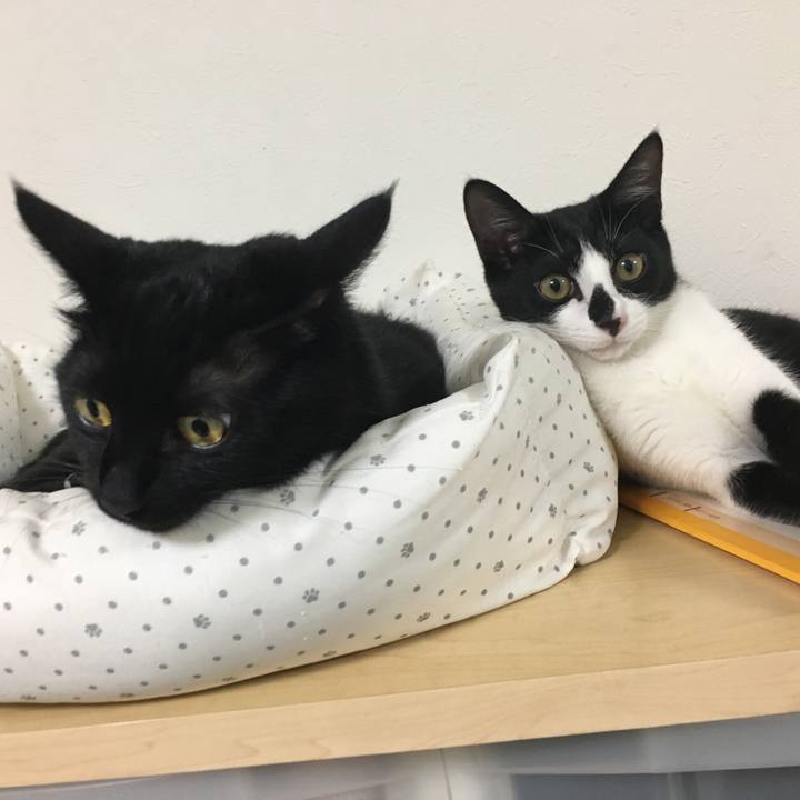 E45cbe81 0c0f 489c 8ecd b74e79879d33 1537585010270