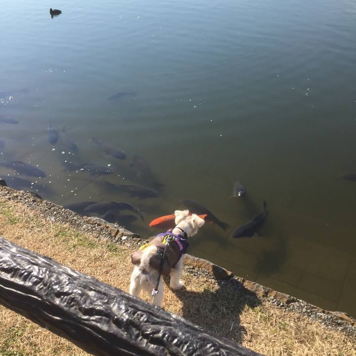 E462f46a dfad 4fc8 8c0f 3c46e62e26ba 1513578031291