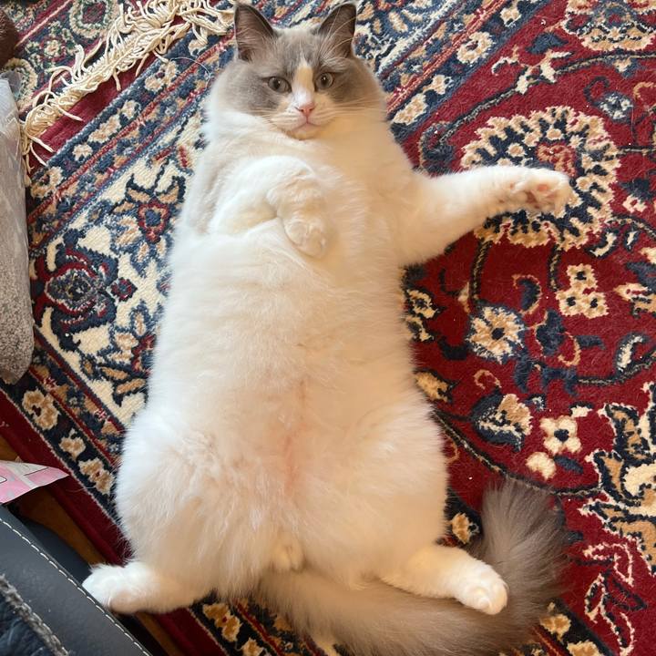 E465a605 bb38 4585 845a 6e5d9645c69f 1658022341723