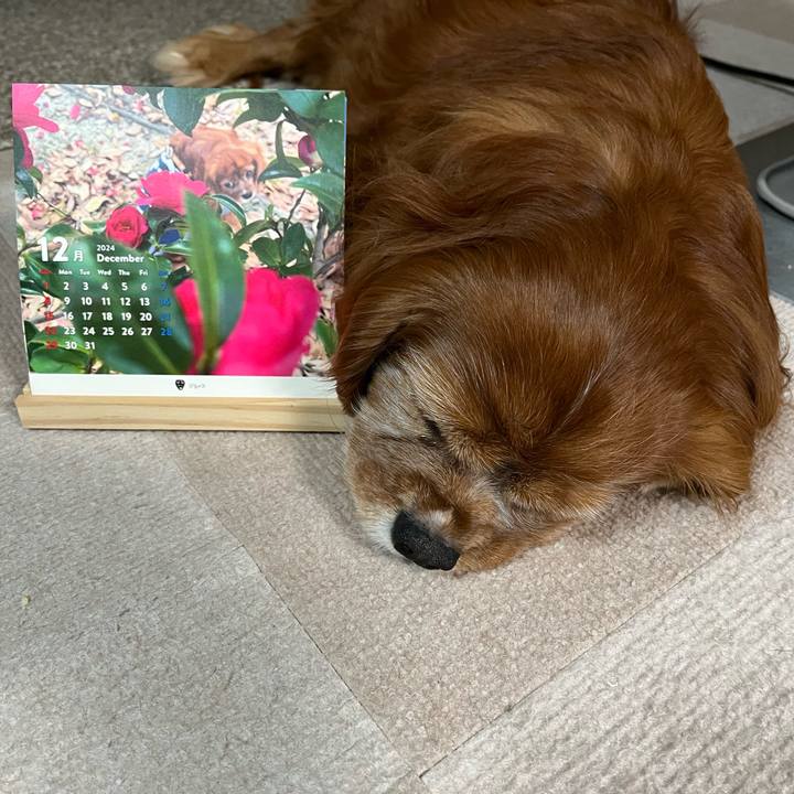 E467a1a0 ebb9 47c8 9f36 428741b64d26 1733005974981