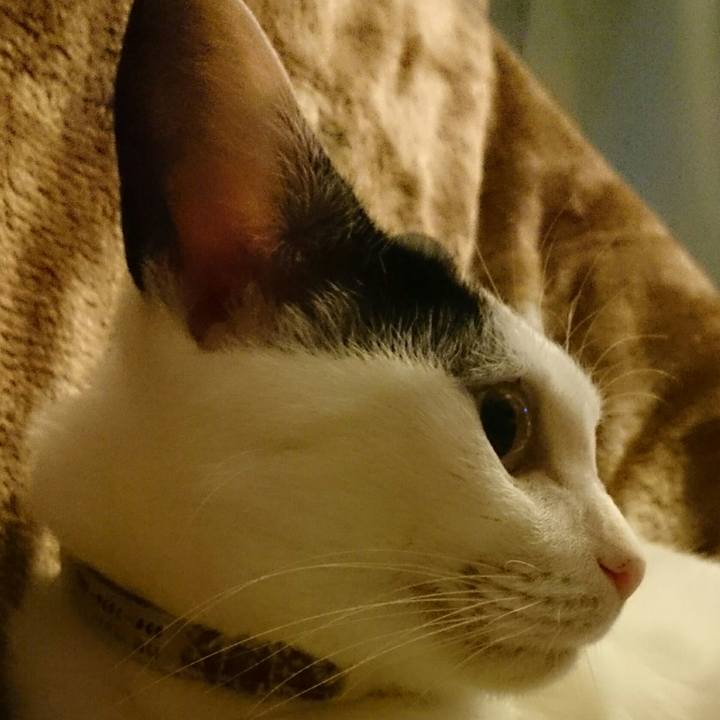 E4686038 380d 473e b1ff 722f32837ce3 1510394796812