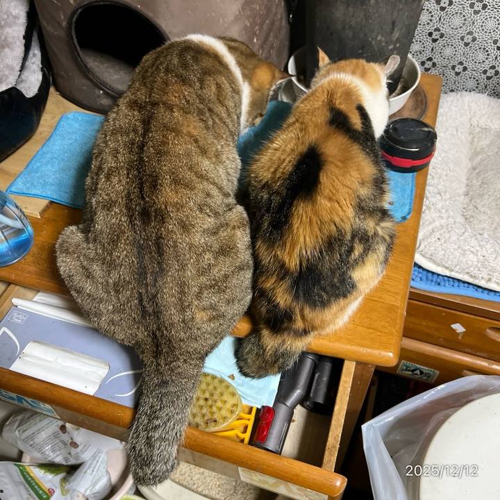 E469d4c0 d9cc 4043 a1dd 0c3e5eda1ce3 1765491330826