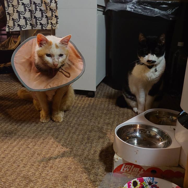 E46cec84 5490 4665 bf95 6ecf1973928f 1760449405213