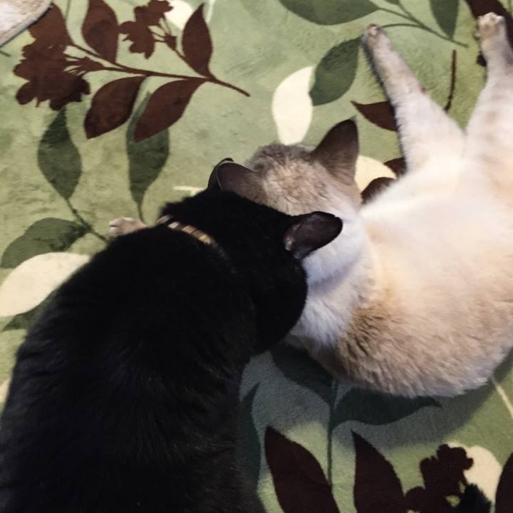 E4747ce8 4372 411a a6f9 b4c7fd793e60 1583712837299