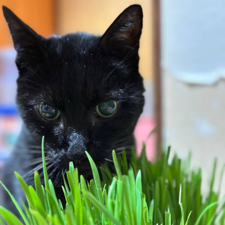 E475ac66 3108 4070 b2f2 ca3285ca1a74 1701906457880